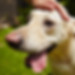 Yellow labrador retriever in hot summer day..jpg